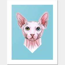 sphynx cat portrait sphynx posters