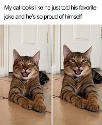 Cat telecom public company limited. Owner Uploads Photos Of Their Laughing Cat And It Becomes The New Dad Joke Meme 21 Pics Bored Panda