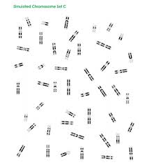 Solved Karyotype 1 Data Letter Number Of Chromosomes Gend