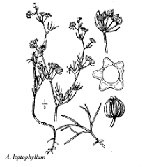 Sp. Apium leptophyllum - florae.it