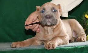 Please review our tips for choosing a breeder and our site terms of use. Cane Corso For Sale Pennsylvania Page 3