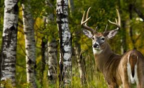 12 Things You Need To Hold Bucks