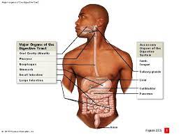 Learn more about its function, location on the body, and conditions that affect the gallbladder, as well as tests and treatments for gallbladder. Digestive System Outcome I Can Describe The Organs