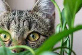 Are Jade Plants Toxic To Cats Keeping
