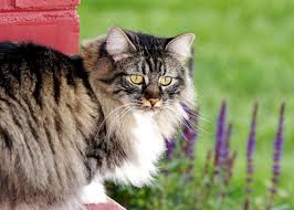 17 long haired cat breeds to swoon over