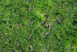 Before you aerate your lawn, you should prepare a number of things to ensure that the aeration is as efficient as possible. Why You Should Aerate Your Lawn Wright Outdoor Solutions