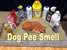 dog urine smell from a carpet naturally