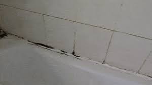 how to remove mould from shower