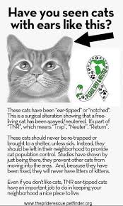 Nashville cat rescue, nashville, tn. 200 Cats In Need Ideas Cats Cat Adoption Animals