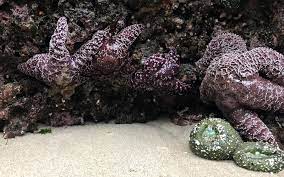 marine wonders at low tide seaside oregon