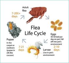 fleas extermination services auckland