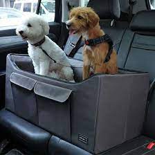 Does My Dog Need A Car Seat Dodowell