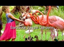 sarasota jungle gardens discover the