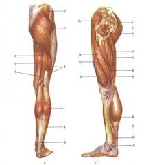 Мышцы нижней конечности человека :: Бодибилдинг :: Фитнесс-центр  FitnessGroup: фитнес, тренажерный зал, солярий, детский фитнес, тхеквондо в  Барнауле.