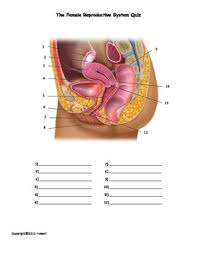 Learn about male reproductive system topic of biology in details explained by subject experts on vedantu.com. Female Reproductive System Quiz By Everything Science And Beyond