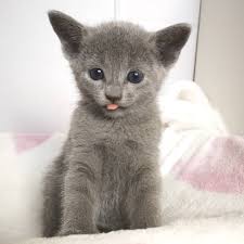 Maybe you would like to learn more about one of these? Carlson Russian Blue Farm Russian Blue Kittens And Cat For Sale