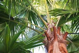 Palm Trees In Australia