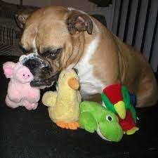 best toys for english bulldogs reviewed