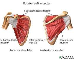 Rotator Cuff Sprain and Strains