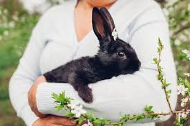 What Age Do Rabbits Stop Growing Rabbit Care Tips