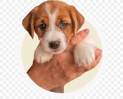The english foxhound is one of the four foxhound breeds of dog. American Foxhound Dog Breed English Foxhound Harrier Beagle Png 616x661px American Foxhound Beagle Beagle Harrier Beagleharrier