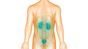 Important organs in the body are on your left side. Spinal Disorders May Cause Neurogenic Bladder Disorder Or Dysfunction