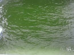 how to get rid of algae in a pool