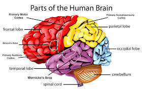 brain diagram quizlet