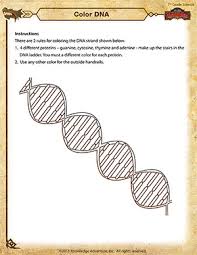 The dna coloring worksheet key is a plastic device that is inserted into the cell of a person's dna. Color Dna Printable 7th Grade Science Worksheet School Of Dragons