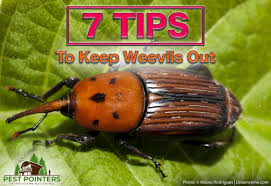 keeping weevils out of your garden