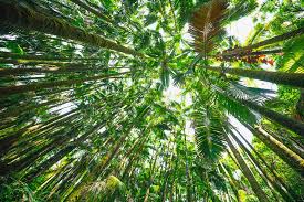hawaii tropical bioreserve garden