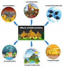 Chart Showing Effects Of Deforestation Vector Free Download
