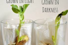 growing beans science at home life