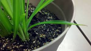 Photo Of Plant And Mold Plants White