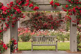 The Bench In A Rose Garden Flowers