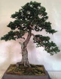 the art of bonsai stamford ct patch