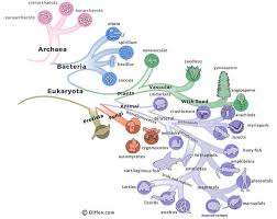 archaea vs bacteria difference and