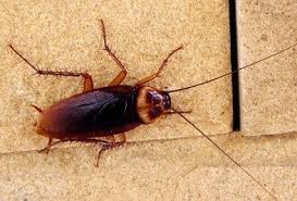 American Cockroach Types Facts How To Identify