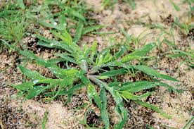 Simulated Rainfalls Influence On Large Crabgrass Control With