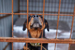where-are-rottweilers-banned