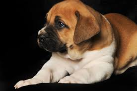 Find boerboel puppies that are ready to take home immediately or will be available shortly from some of the top breeders in the country. Zeus The Piebald Boerboel Puppy At 5 Weeks Cute Puppies Puppies Boerboel
