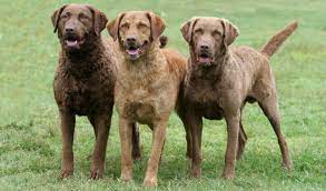 Making a commitment to obtain a chesapeake bay retriever puppy shouldn't be taken lightly. Nova Scotia Duck Tolling Retriever Vs Chesapeake Bay Retriever Breed Comparison
