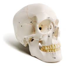 human skull model with numbers