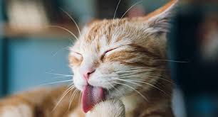 why is cat puking types of cat vomit
