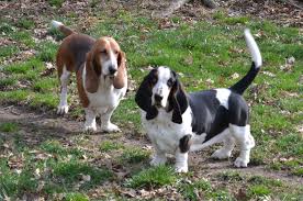 W e have been hobby breeders of only basset hounds. Home News