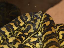 the zoo carpet python