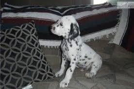 They may not be golden retriever puppies, but these cuties are available for adoption in austin, texas. Dalmatian Puppies For Sale Mn Cute Baby Animals Dalmatian Puppies For Sale Cute Baby Animals Puppies