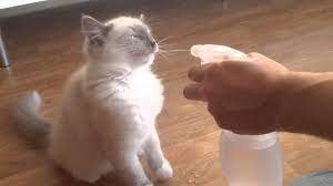We did not find results for: It S Time To Cease Spraying Cats With Water Animalfn