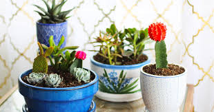 Cactus And Succulents Container Garden