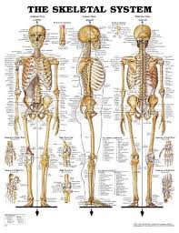 Buy smart body anatomy flash cards by samu talkarri, tuan anh nguyen (isbn: Skeletal System Surviving Prey Anatomy Physiology